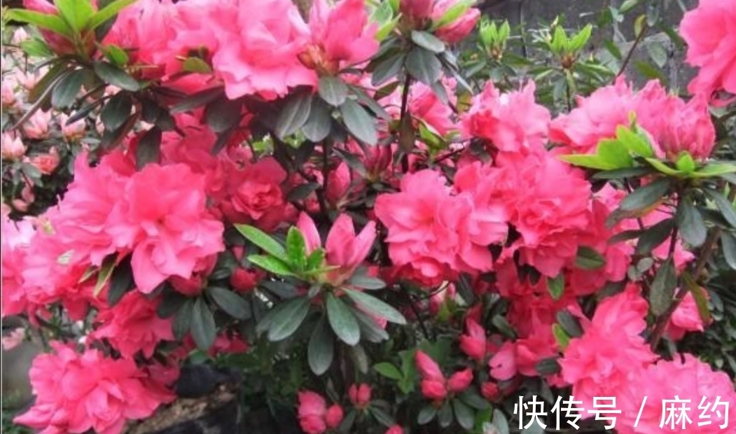 营养土|3种喜酸性的花,容易出现黄叶子,要勤浇“酸水”