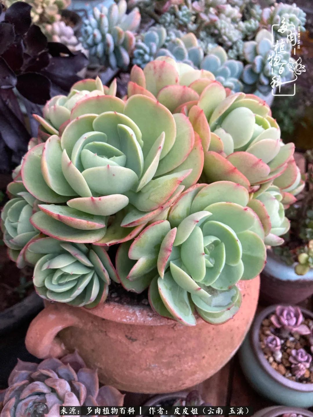 秋黄|柴米油盐的日子,养几盆多肉吧,为生活添几抹色彩!