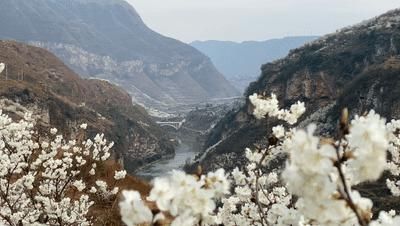 中年|争奇斗艳！春天游贵州从赏花开始