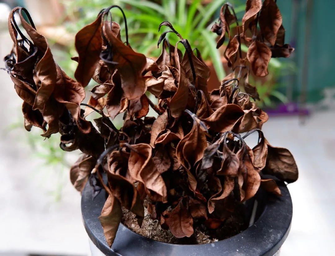 花苞|公认难养的花，养一盆死一盆，从来没有养活过！