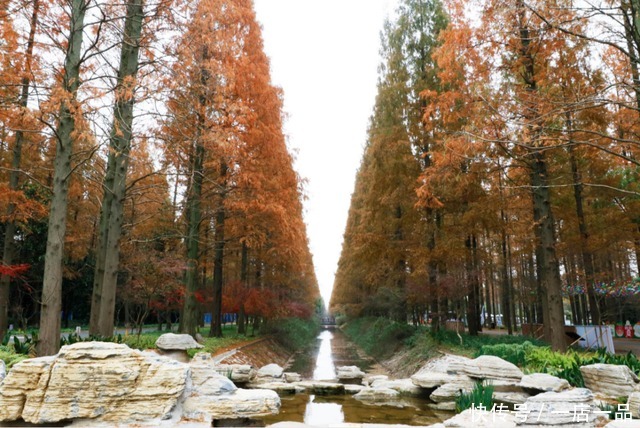 美景|「美景」东平国家森林公园迎来最佳赏叶季，错过还要等一年