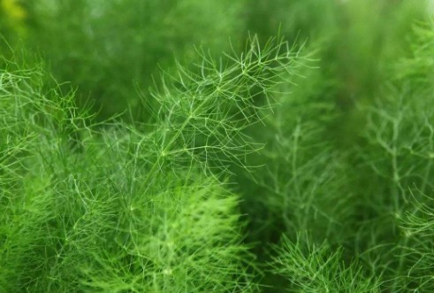 露珠草|农村田野里的四种野菜，美容养颜降低血压，爱养生的不妨了解下