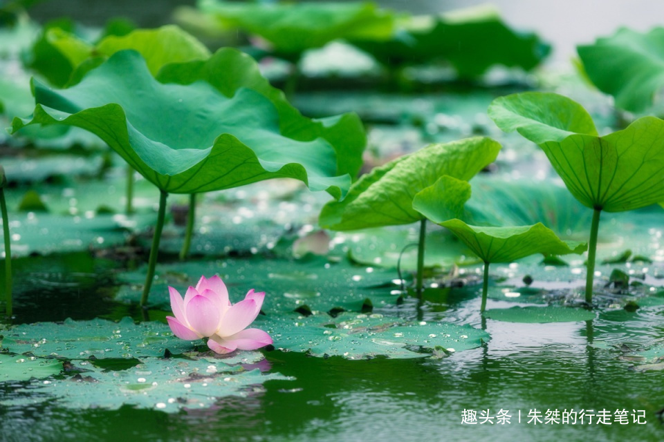 赏荷|全球最大的赏荷园 园内品种有300多种 其中不乏世界精品荷花品种