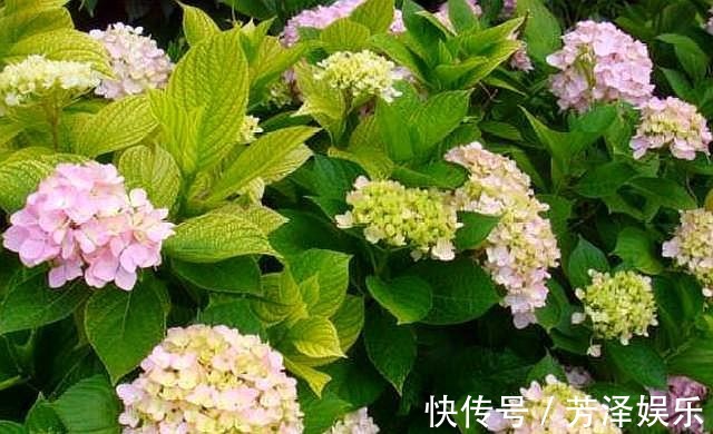 枝条|养绣球“修剪”要做对，花期必开花，花开几百朵，变成“大花球”