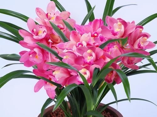 兰花中最香的品种—香妃,花大色艳,芳香四溢,花叶双馨,还好养