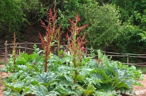 大黄农村遍地都是,不是人参胜似“人参”,竟然还能拿去卖钱呢