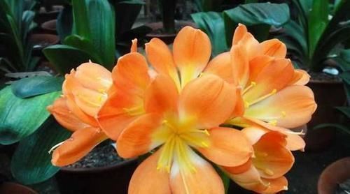 君子兰真的爱喝啤酒吗?听听养花达人怎么说