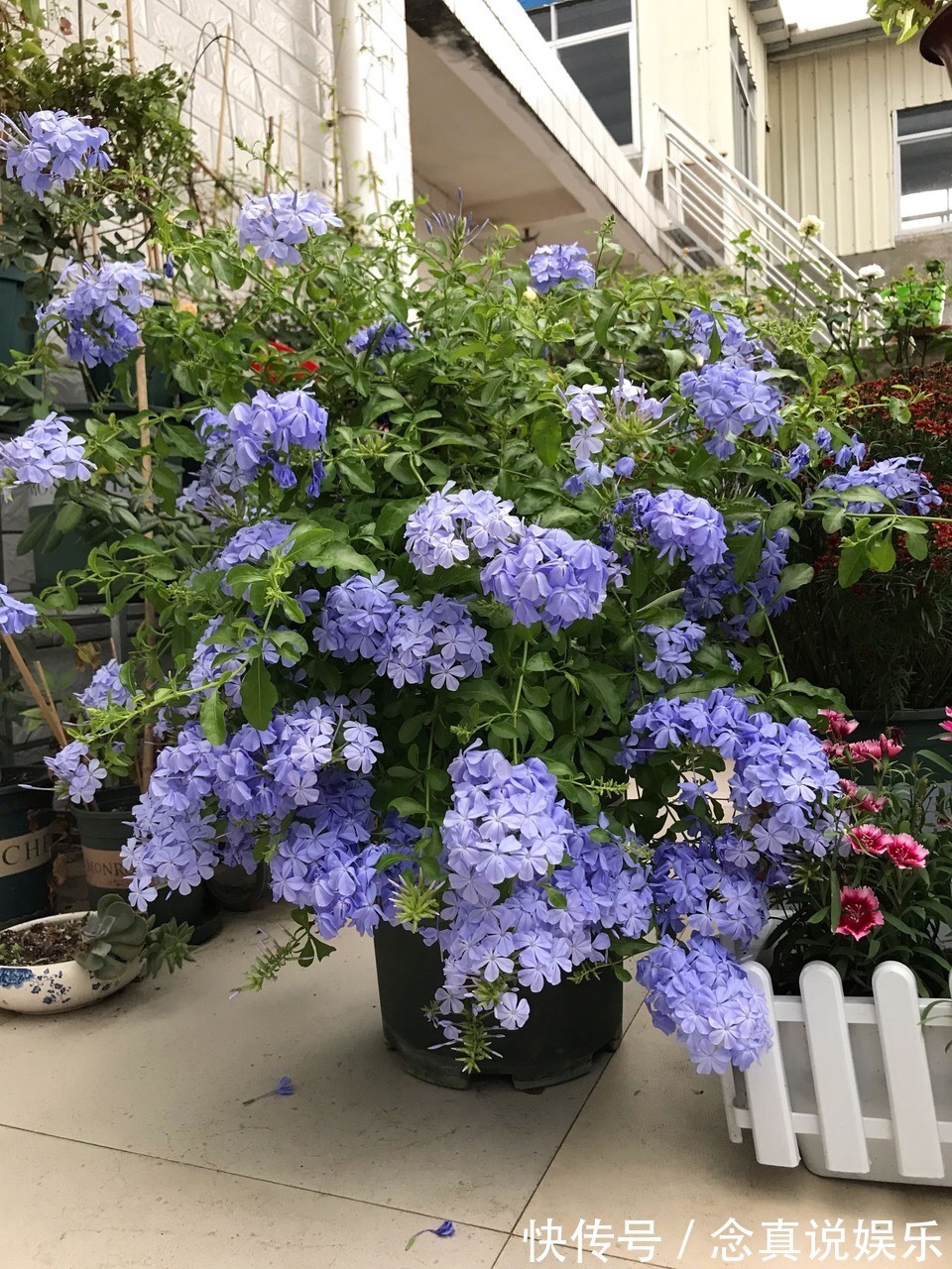 水溶液|3种花卉，真是勤奋的“好孩子”，整个夏天都在开，花苞比拳头