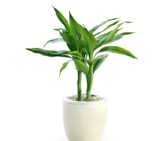 此花象征着大吉大利,能保佑家人步步高升,寓意着节节高升