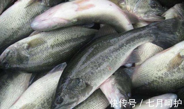 鲈鱼|天热吃鱼，内行人专挑这4种海鱼，营养美味还便宜，再贵也值得！