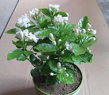 开满|2种漂亮花,皮实又好养,现在扦插几盆,来年花开满枝!