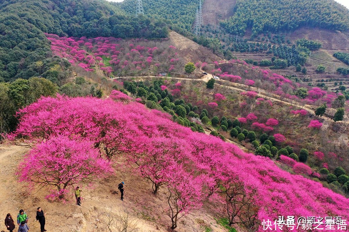 宁波第一免费赏梅地，梅开成海，春节打卡地