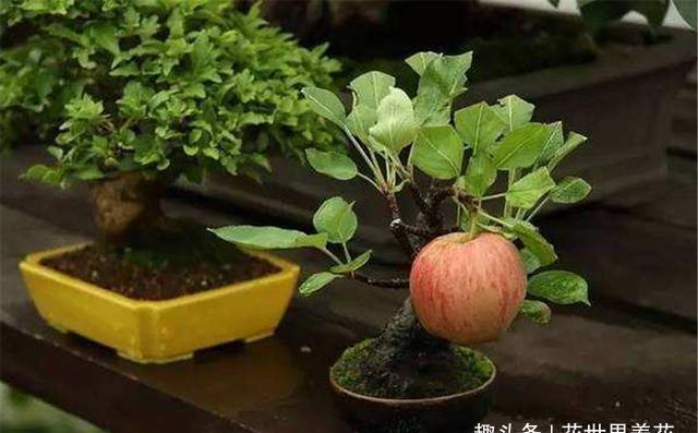 生活环境|这3棵树穷也要养,院中来1棵,香飘满室安神养人,比名牌香水还好