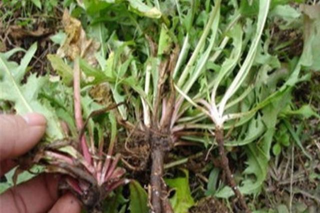 解毒|肝脏解毒能力降低建议多吃3种食物,常喝1种水