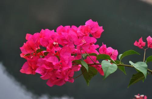 三角梅|养花就养这四款，花色五彩缤纷，好养易爆盆，放在家中美不胜收