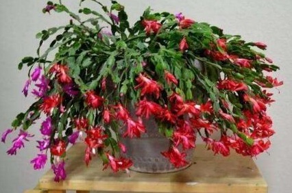 养蟹爪兰,盆里扔点“它”,根壮、叶绿,40天不管开爆盆,简单!