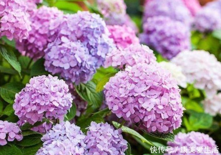 4种花漂亮又好养,比牡丹好看,养上一盆四季欣赏,好养活还不贵