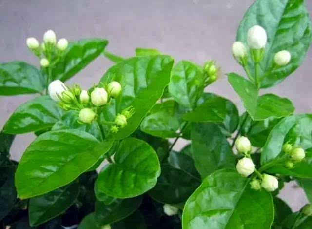 这3种花扔在阳台不用管,太阳晒多了反而开花旺,立马就是花海