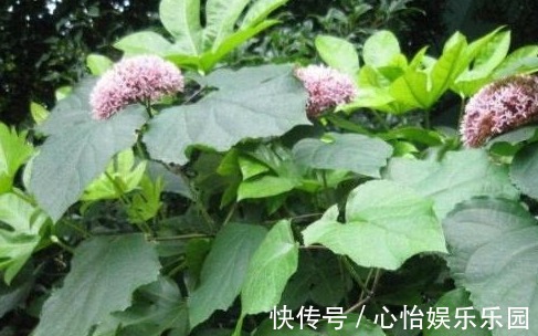 脑壳|田间有种野草,江湖人称“臭脑壳”,城里人常拿来煲鸡汤