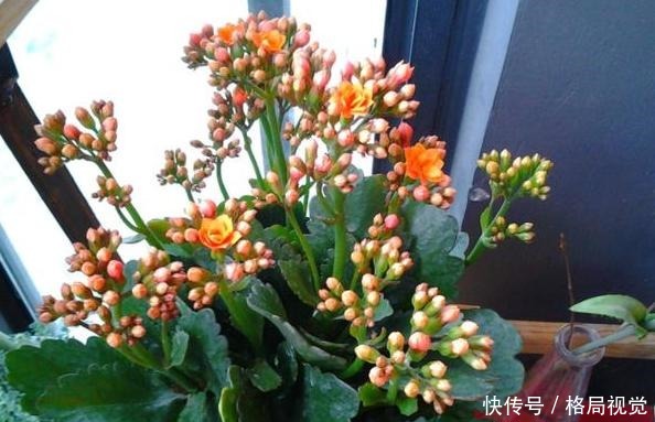 花期|6、7月盆栽长寿花,该如何养好3个窍门让它花期开花挡不住