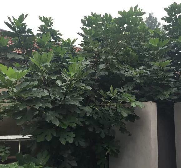 葡萄无花果插在塑料瓶里，2周生根，成活率高，1株变10株！