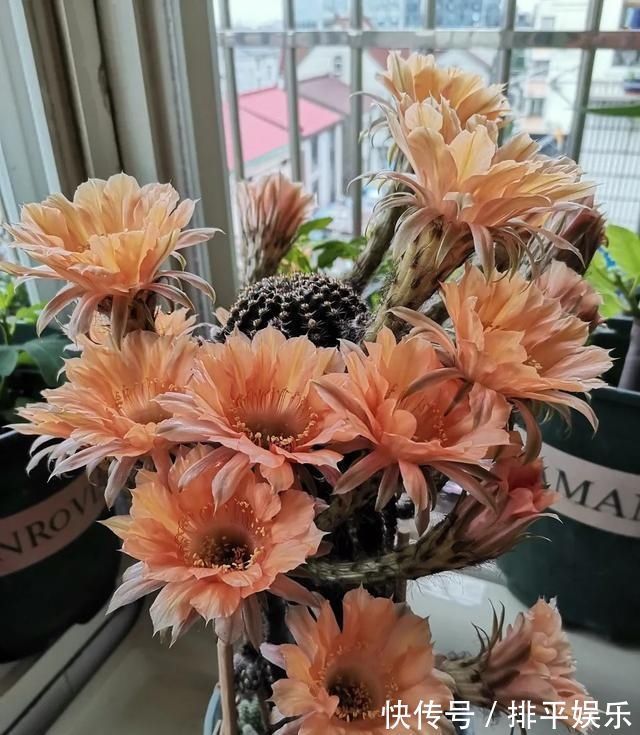 氮肥|想让仙人球开花,就靠一个“虐”,憋出一窝花芽,养成繁花小老桩