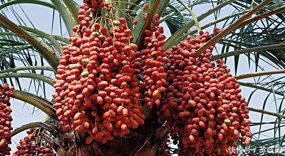 农村常吃的这4大野果,吃过4种以上的,请举起你的手!