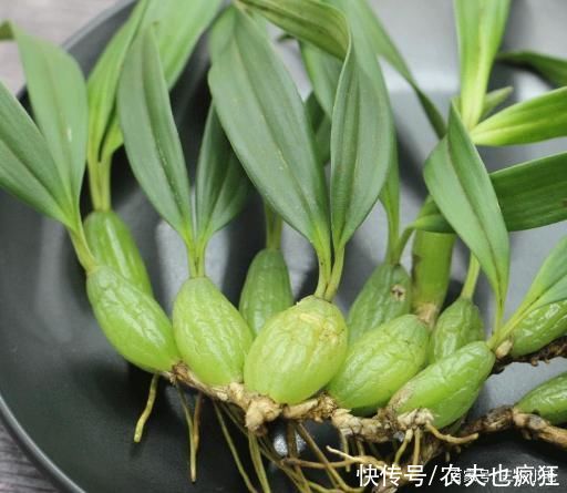 它叫“石仙桃”，生长在石壁上，挖一棵少一颗，若有幸遇到要珍惜