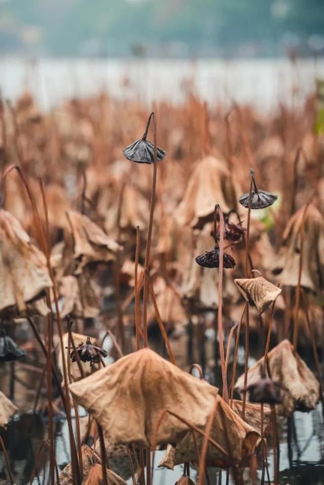 下周一,西湖里的残荷要开始收割了,还没打卡拍残荷美照的朋友抓紧了