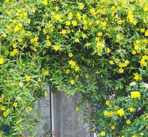 这花极耐寒花开半年，香飘满院，城里人还抢着种，它其实叫断肠草