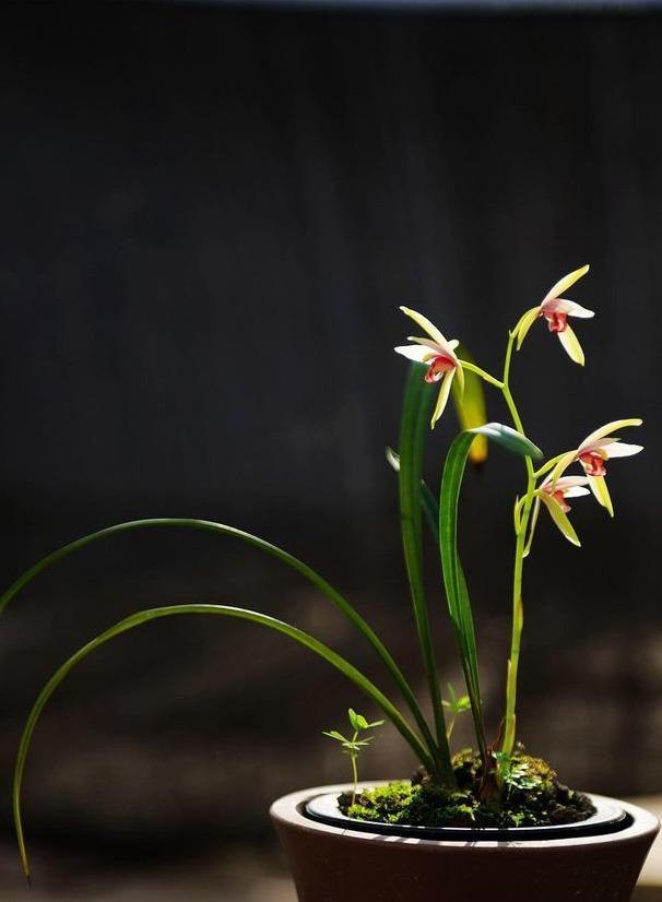 兰花抱怨养不好，重点养好“根茎”，来点肥浇点水，呼呼冒新芽