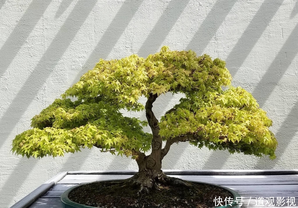 盆景的养护工作中,频繁出现徒长枝,4点原因要牢记,及时改正