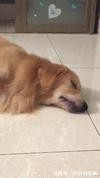 好好学习|“在拼夕夕上买了驱蚊手环,这蚊子是怎么回事?