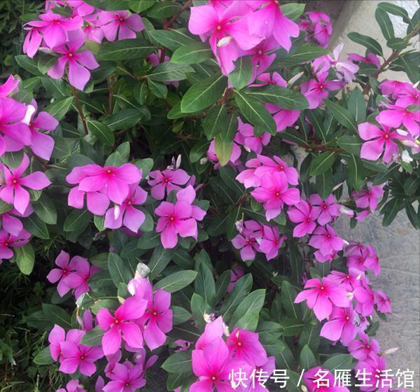 6种“漂亮花”,农村特别多,种一棵就开成花海,秋天赶快种起来