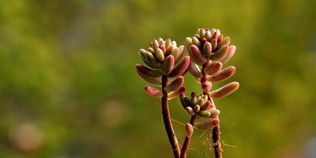 养护多肉,这四点你需要避开,不然多肉容易死掉