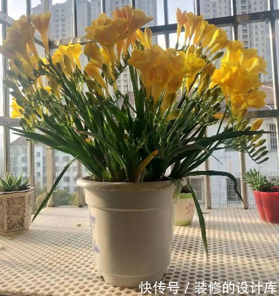 芦荟|8种花像“老母猪”,种一棵,生一窝,多得没地方养