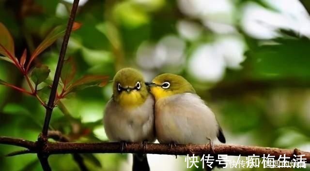 读睡诗选之春暖花开|每日好诗词｜诗人江波七绝5首幽花漫舞逗春归，寄托相思看雨飞