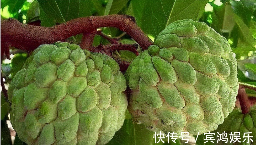 果蔬菜|想身体变好,三种食物多吃点,常吃延缓衰老,滋补身体,身材完美