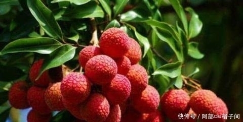 水果|假如给你一千万,这五种水果让你连吃一年,你愿意吗?