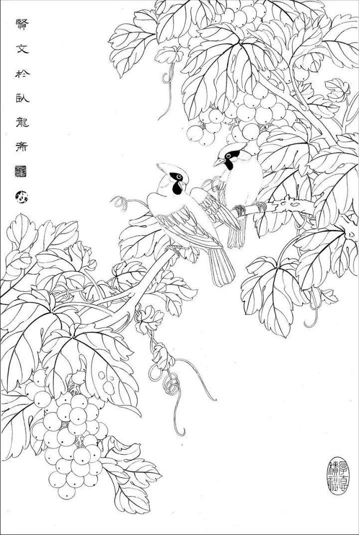 资料集|王道良实用花鸟白描资料集