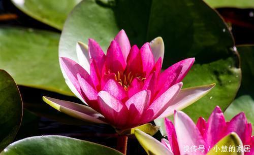 越养越|家里养5种花,越养越好看,适合新手,是盆栽佳品!