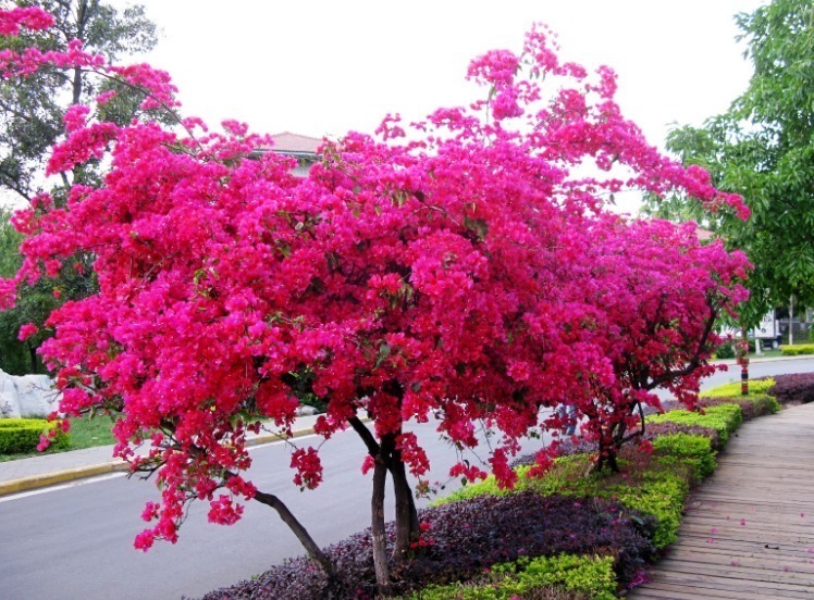 1种“光叶子花”,花开“成百上千”,一开“300多天”,不养可惜