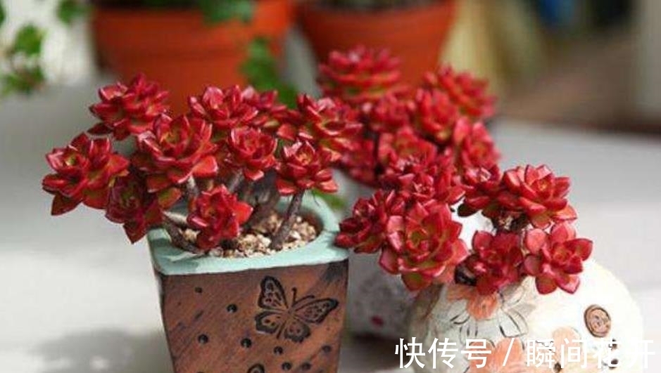 小老桩|想要多肉蒂亚红彤彤?3个要点要谨记,轻松爆盆养成小老桩