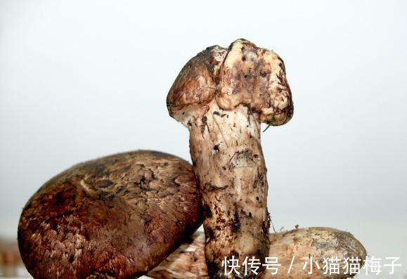 益母草|66种野菜大图片,带你见识不同的野菜和吃法,你想要的野菜这里有