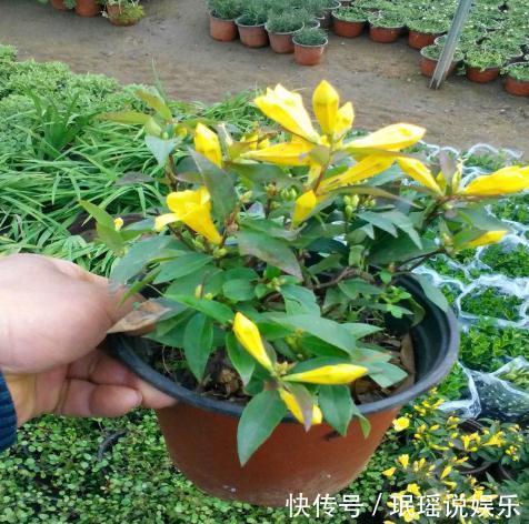 郁金香|室内养了“2种花”,可谓是毒上加毒,是健康克星,别忽视