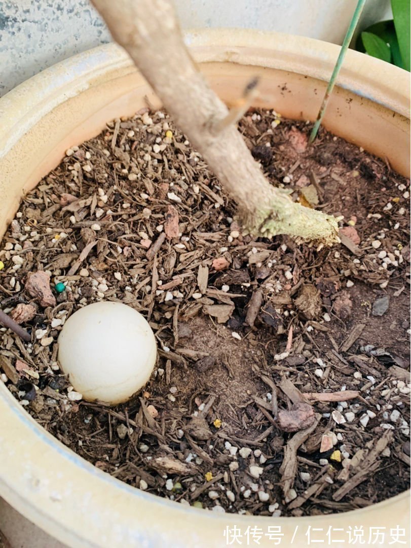 果皮|换盆之后的土,掺上一点“小东西”,土壤肥得流油