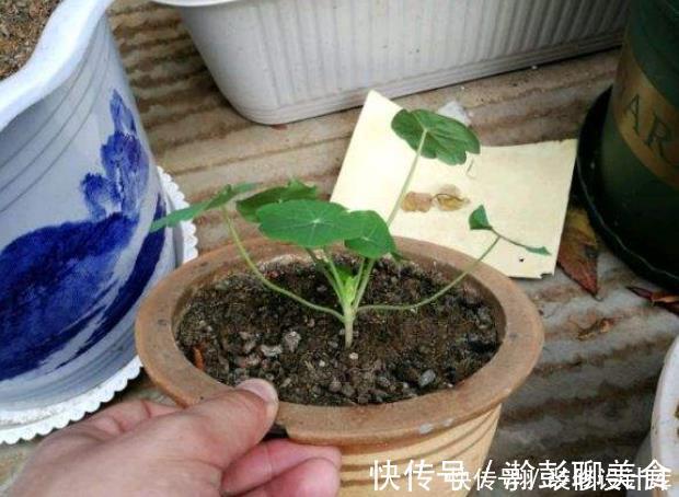 旱莲花|它是冬天里的“主角”，只需一粒种子，几个月就能花开上百朵！