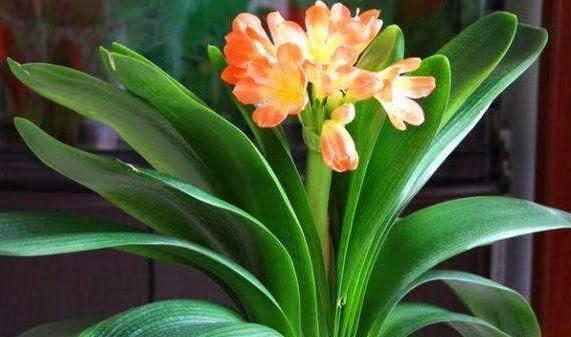 君子兰|冬季养君子兰,抓住3个技巧,开花用这2招,叶油绿花旺