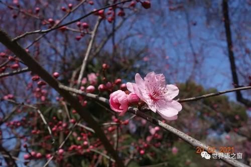 老年|花红柳绿春意闹 游人踏青赏花忙