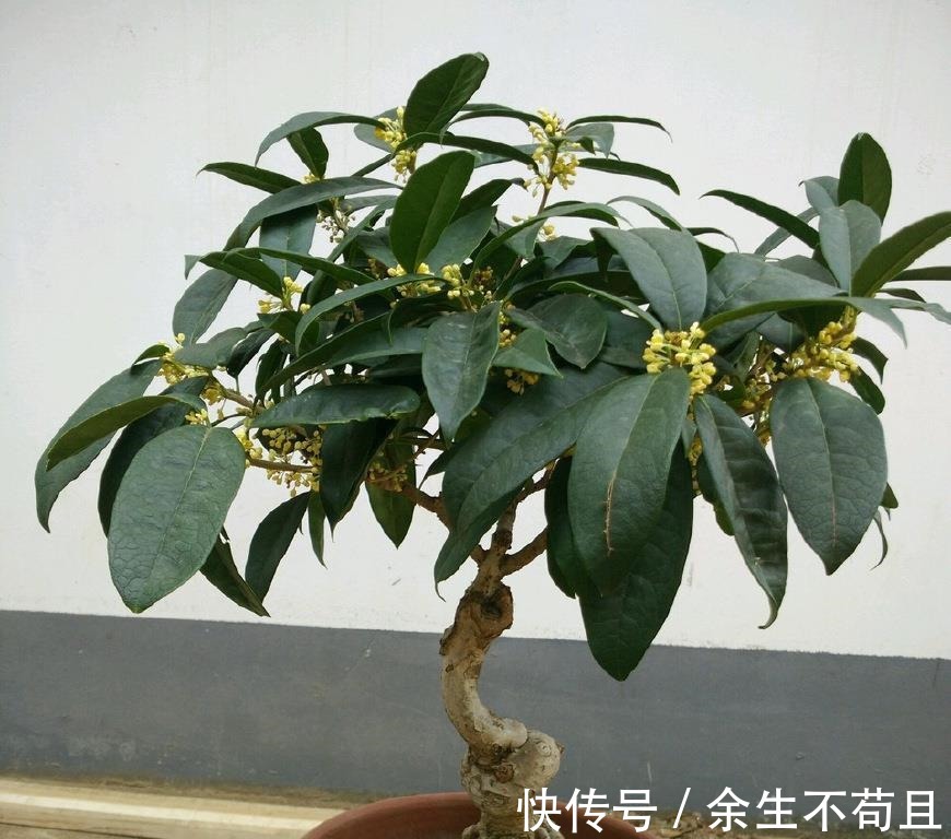 家养桂花出“贵子”,教你用“1根”枝条,30天养成桂花盆栽!
